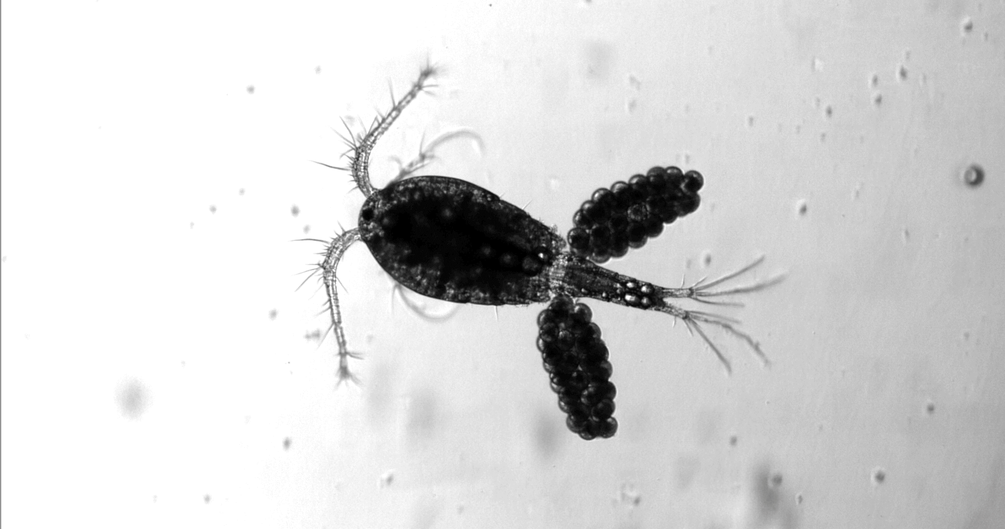 An example of a copepod that Griffin studies in his research.