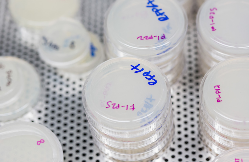 Several labeled petri dishes in a lab.